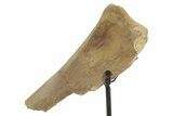 Fossil Hadrosaur Rib Section w/ Metal Stand - South Dakota #378560-1